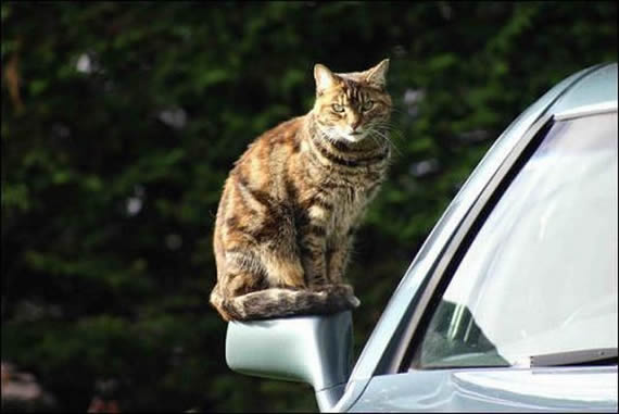 后视镜上的猫