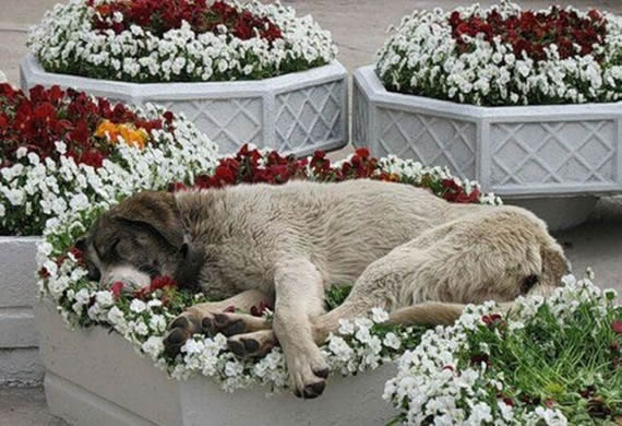 他死了