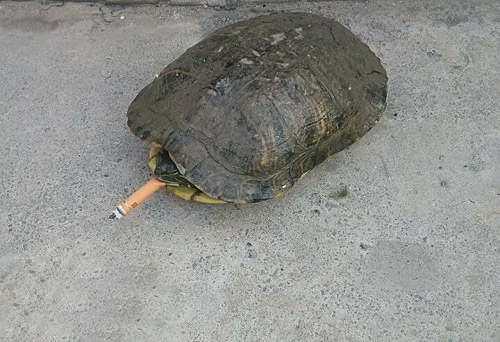 哇。龟头长长了。