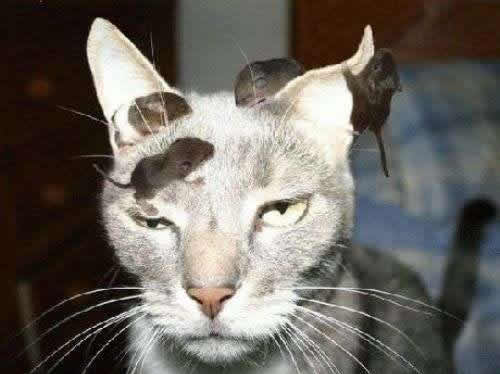 窝囊的猫咪