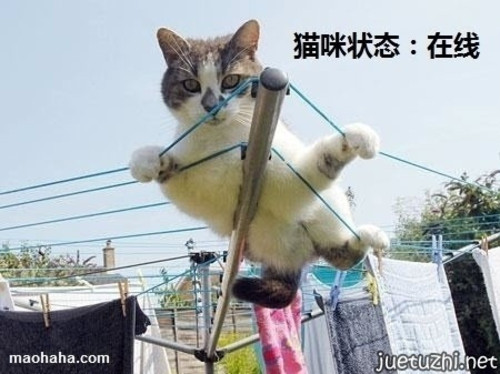 猫咪状态;在线