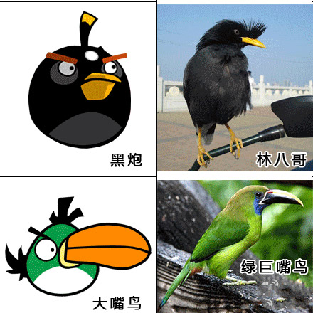 黑炮，大嘴鸟
