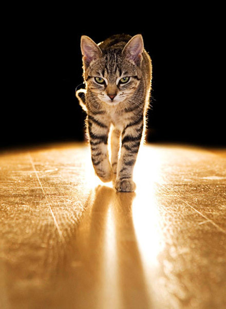 一只猫 也可以像 老虎一样威武