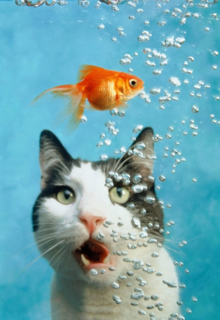 猫吃鱼