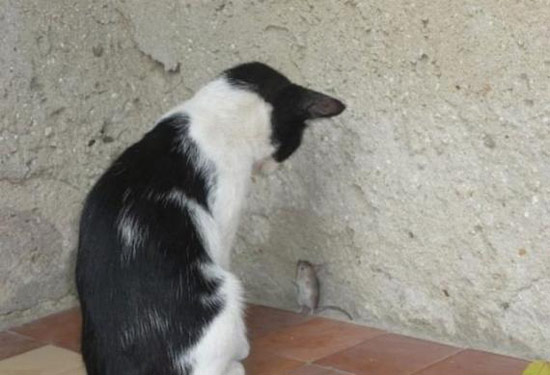 猫和老鼠的对峙