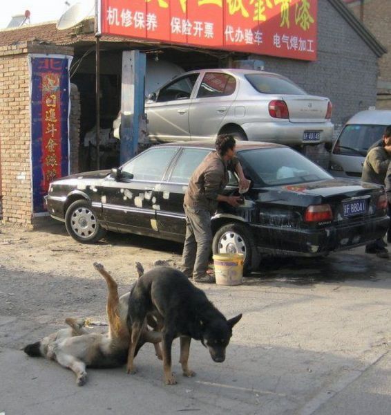 狗狗太转业乐