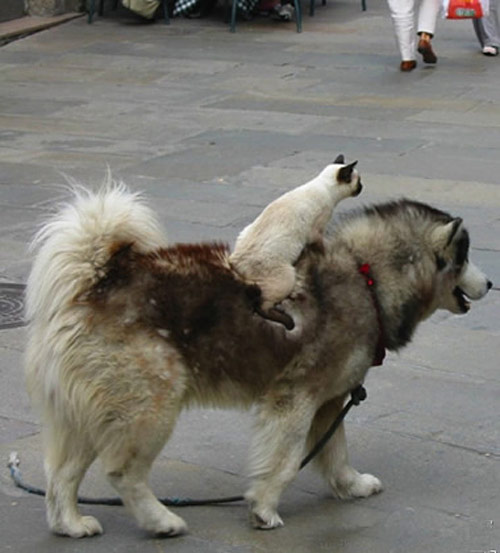 出门座驾