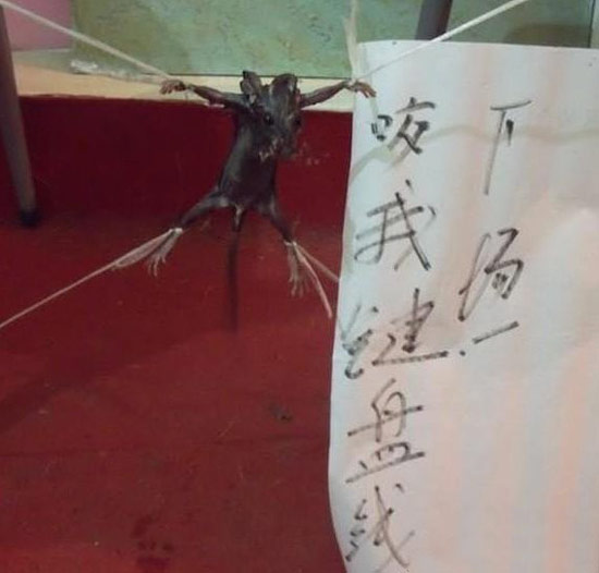 老鼠，这就是你咬我键盘的下场。