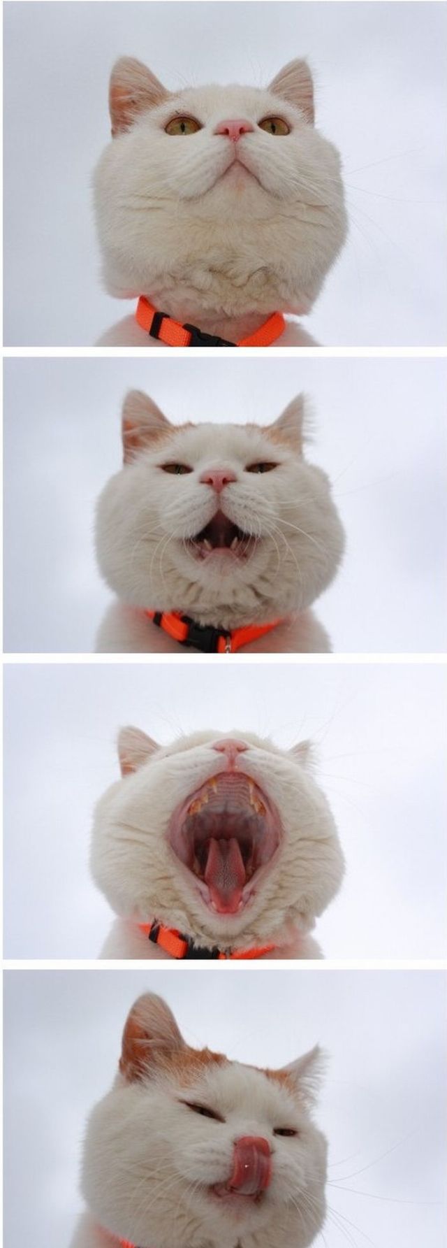猫咪表情王
