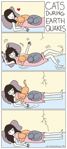 地震时的猫咪