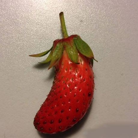 茄子近亲