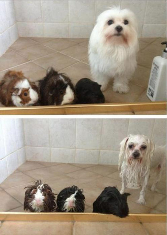 狼狈不堪