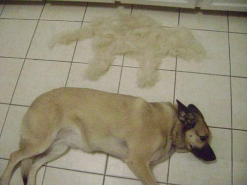 我家狗狗做的贡献，可以给男友织毛衣了