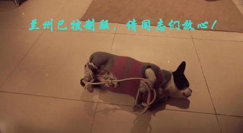 被征服的小狗