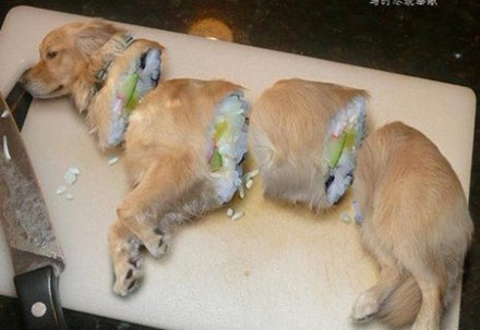狗狗大餐