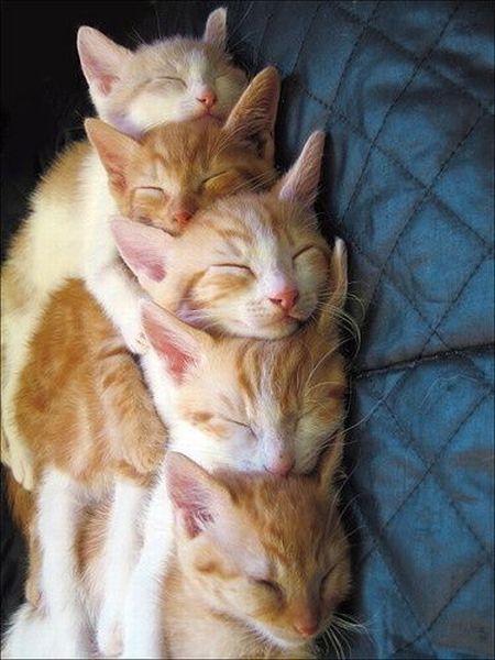 相亲相爱的猫咪一家