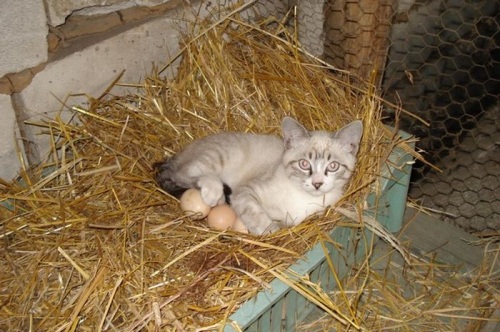 猫咪下蛋了