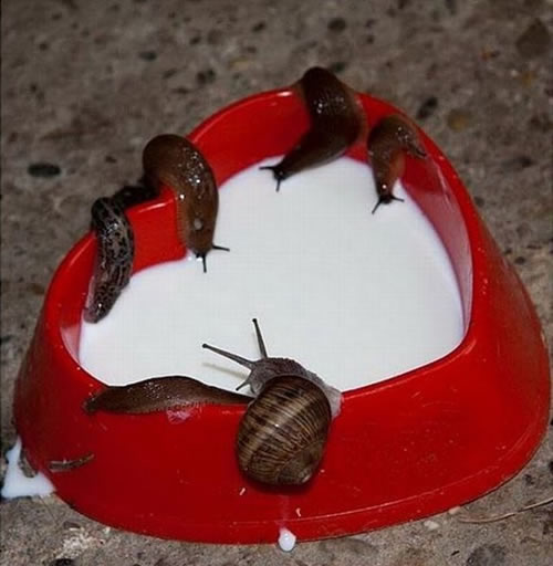 蜗牛喝牛奶