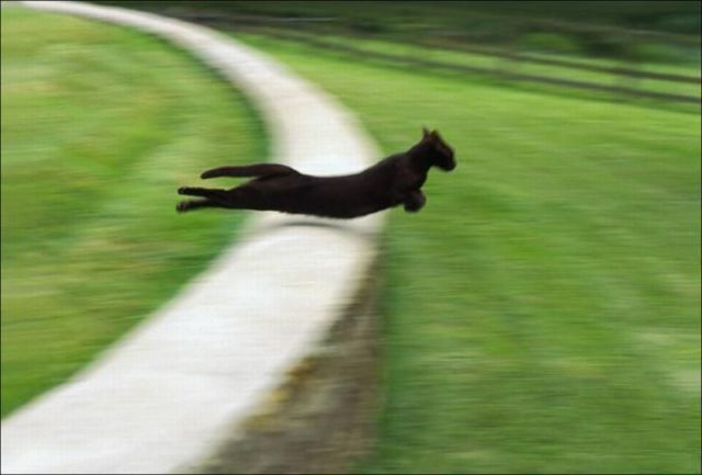 低空飞行中的猫咪