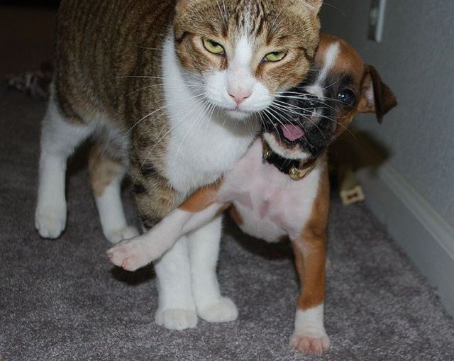 猫朋一家