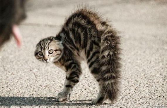 靠，这是猫咪么