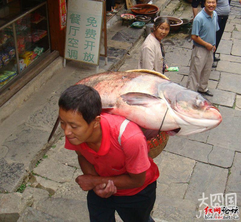 你见过这么大的鱼吗