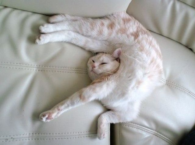 瑜珈猫咪