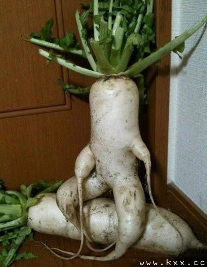好霸气的白萝卜
