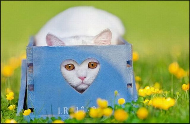 犹豫的猫咪