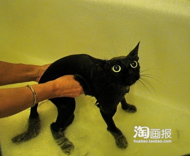 喵喵