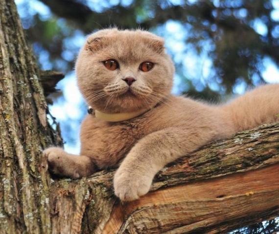 猫到中年啊....