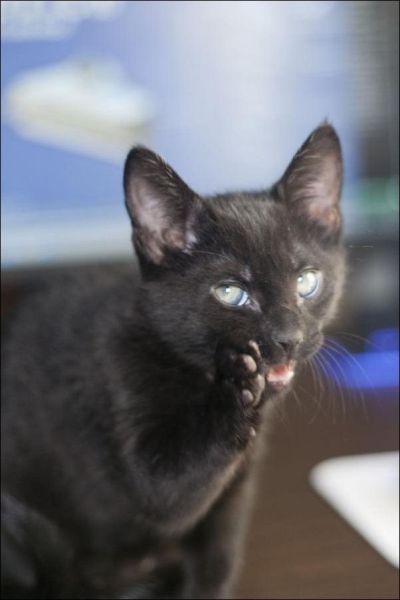 凶神恶煞的黑猫咪