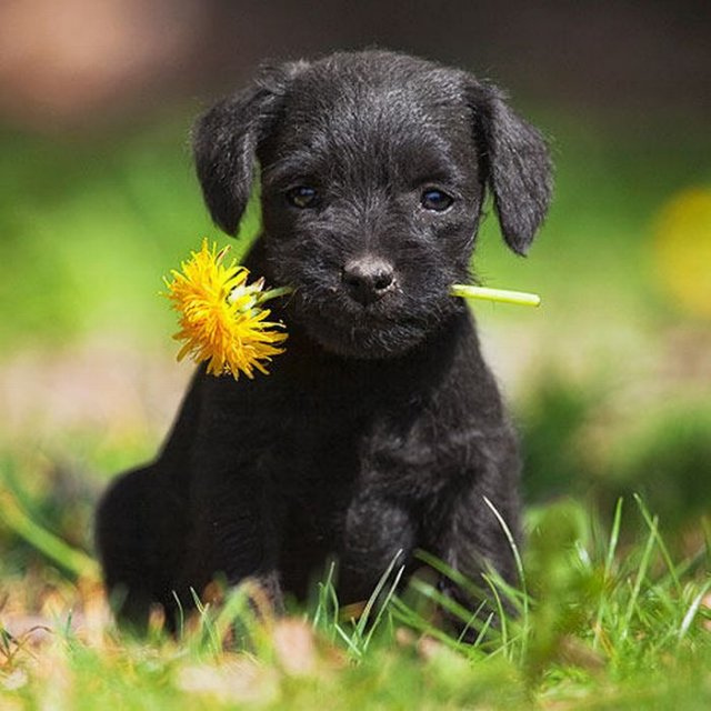 献花