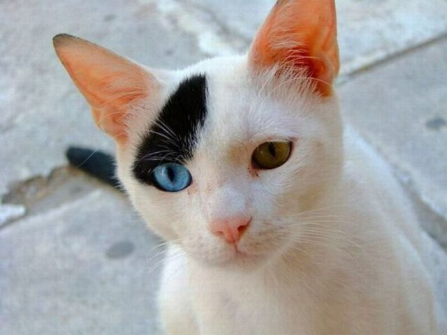 海盗猫咪