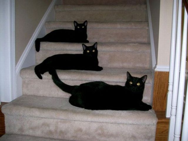 邪恶猫咪