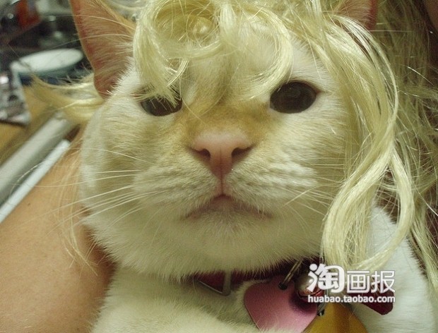 猫咪大妈