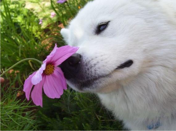 那些花儿 让我想起了许巍