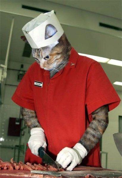 猫咪屠夫