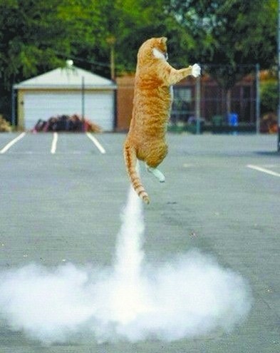 靠屁飞天....的猫咪