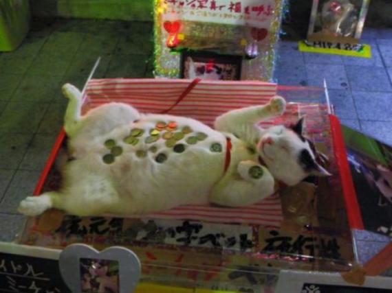 招财猫