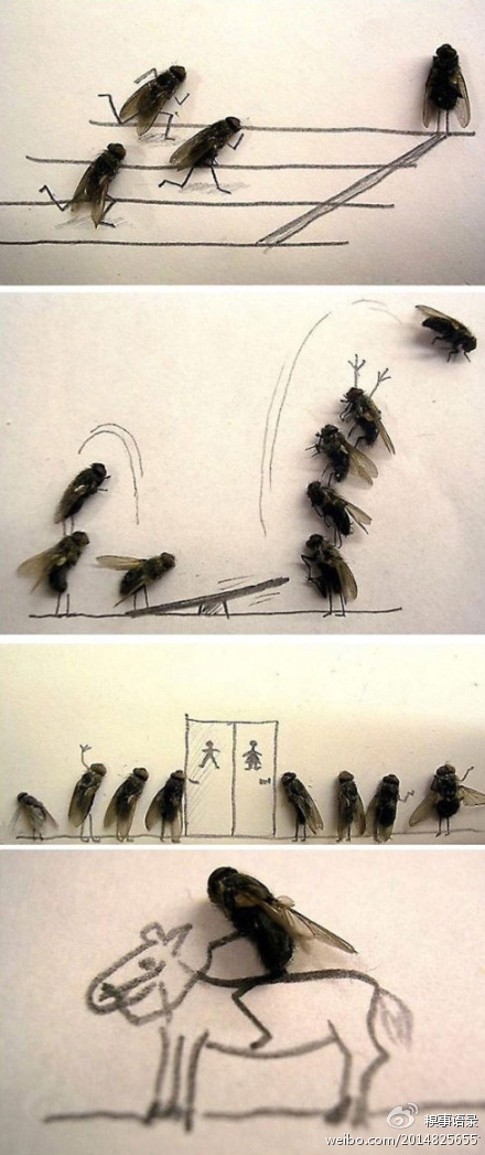 苍蝇写真集！！