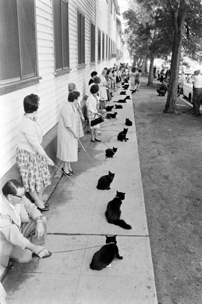 黑猫大会
