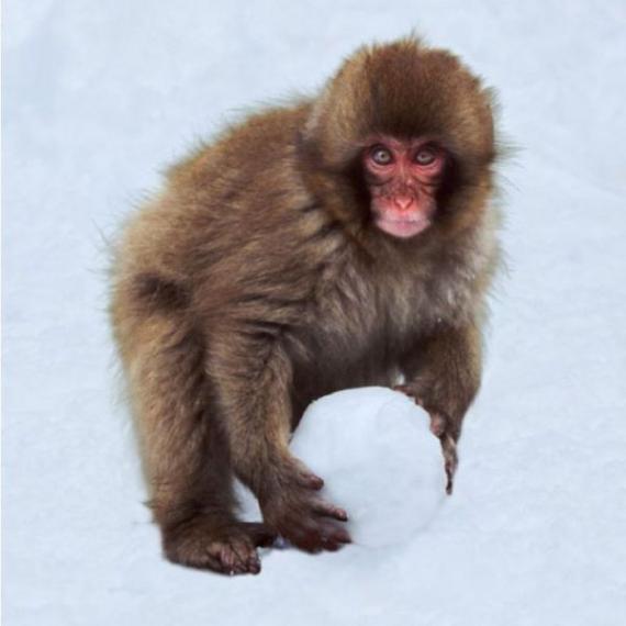 来打雪仗吧