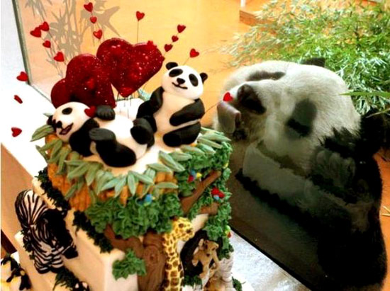 超级好吃的熊猫大餐