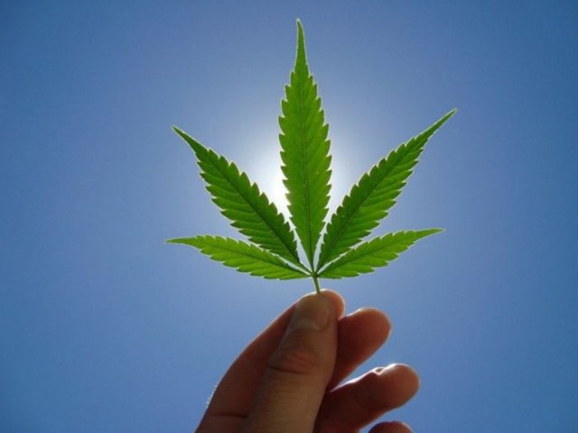 蓝天绿叶 好美好