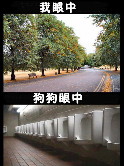 我眼中的大树美景，狗狗眼中的厕所。