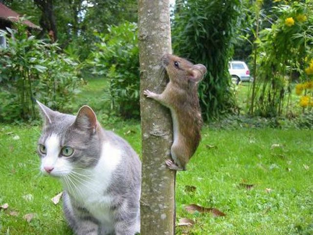 躲猫猫