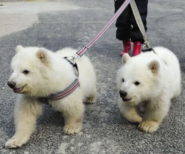 熊狗