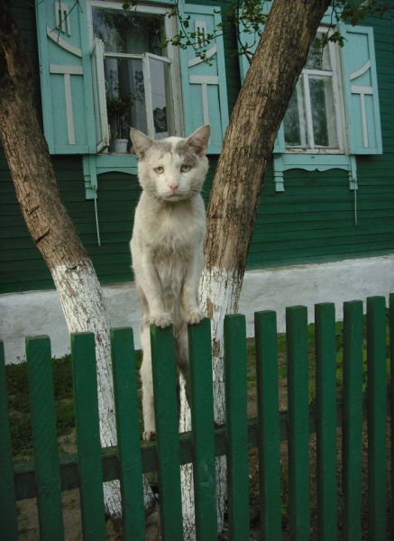 无家可归的小猫咪