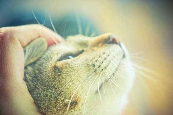 猫咪特写（辅助）